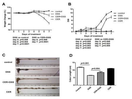 Fig. 1. Treatment with S. japonicum cercariae resulted in reduced susceptibility to DSS-induced colitis in mice. Mice were infected with 20±2 S. japonicum.