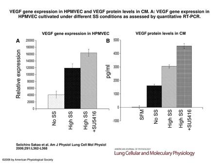 VEGF gene expression in HPMVEC and VEGF protein levels in CM