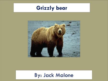 Grizzly bear By: Jack Malone