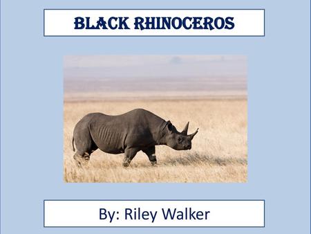 Black Rhinoceros By: Riley Walker
