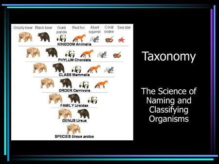 The Science of Naming and Classifying Organisms