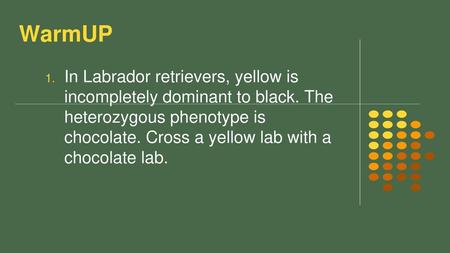 WarmUP In Labrador retrievers, yellow is incompletely dominant to black. The heterozygous phenotype is chocolate. Cross a yellow lab with a chocolate lab.