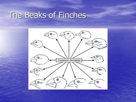 The Beaks of Finches.