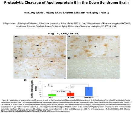 Proteolytic Cleavage of Apolipoprotein E in the Down Syndrome Brain