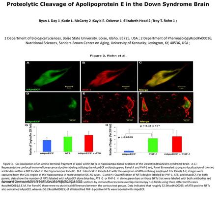 Proteolytic Cleavage of Apolipoprotein E in the Down Syndrome Brain