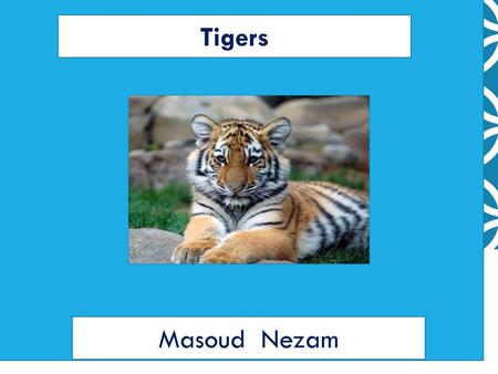 Tigers 1) Type the name of your animal 2) type your name 3) include a picture of your animal 4) change fonts and colors to personalize. Masoud Nezam.