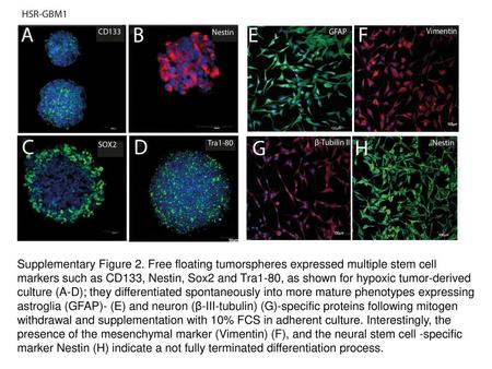 Supplementary Figure 2. Free floating tumorspheres expressed multiple stem cell markers such as CD133, Nestin, Sox2 and Tra1-80, as shown for hypoxic.