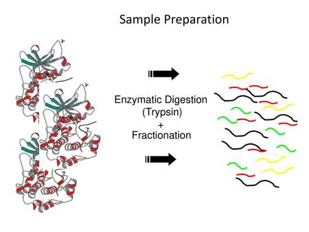 Sample Preparation Enzymatic Digestion (Trypsin) + Fractionation.