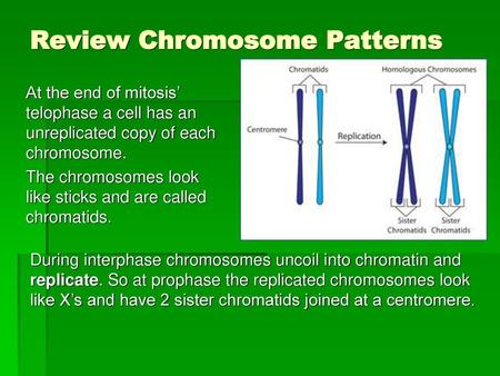 Review Chromosome Patterns