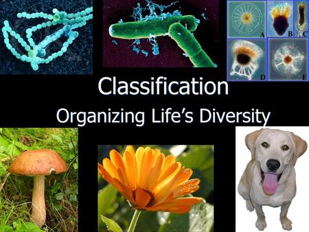 Classification Organizing Life’s Diversity