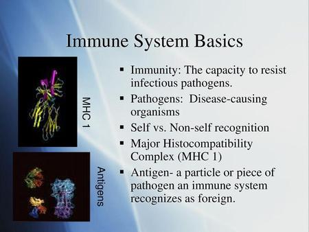 Immune System Basics Immunity: The capacity to resist infectious pathogens. Pathogens: Disease-causing organisms Self vs. Non-self recognition Major Histocompatibility.