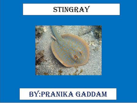 Stingray By:Pranika Gaddam