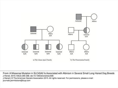 Figure 2. Diagrams of 2 albino dog families. (a) The Lhasa Apso family