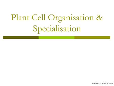 Plant Cell Organisation & Specialisation