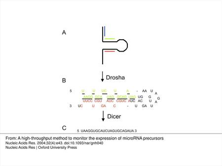 Figure 1. miRNA processing and primer design