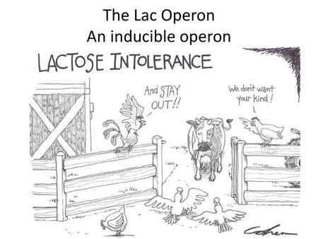 The Lac Operon An inducible operon