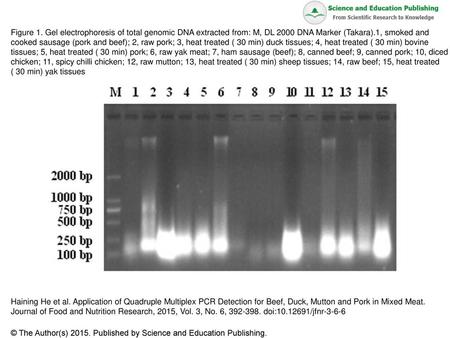 Figure 1. Gel electrophoresis of total genomic DNA extracted from: M, DL 2000 DNA Marker (Takara).1, smoked and cooked sausage (pork and beef); 2, raw.