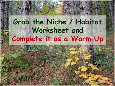 Grab the Niche / Habitat Worksheet and Complete it as a Warm Up