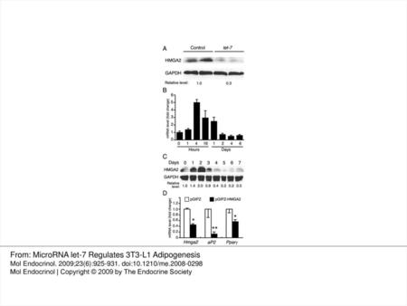 From: MicroRNA let-7 Regulates 3T3-L1 Adipogenesis