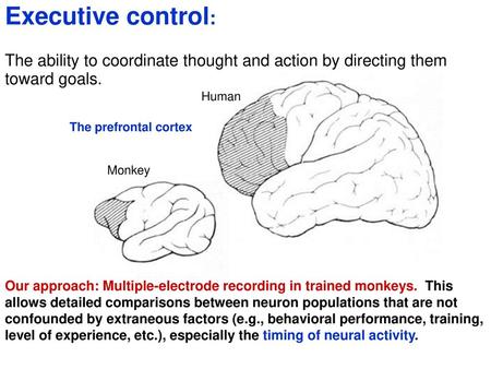 Executive control: The ability to coordinate thought and action by directing them toward goals. Monkey Human The prefrontal cortex Our approach: Multiple-electrode.