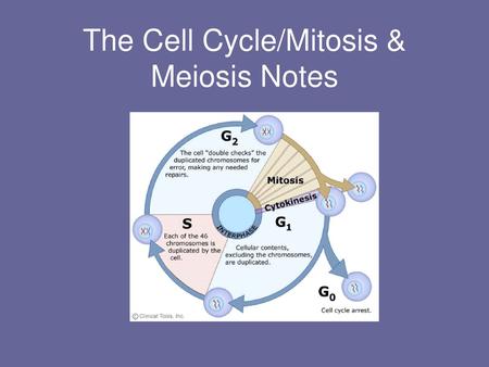 The Cell Cycle/Mitosis & Meiosis Notes