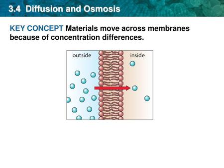 3.4 Diffusion and Osmosis KEY CONCEPT Materials move across membranes because of concentration differences.
