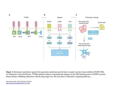 Figure 1. Resistance mechanism against first generation epidermal growth factor receptor tyrosine kinase inhibitor (EGFR-TKI). (A) Mutations in the EGFR.