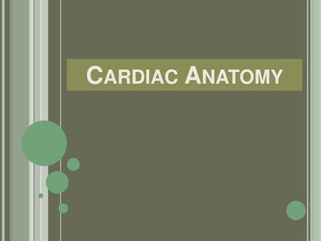 Cardiac Anatomy.