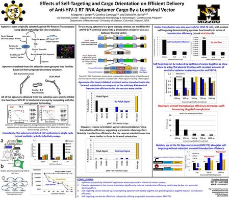 Effects of Self-Targeting and Cargo Orientation on Efficient Delivery of Anti-HIV-1 RT RNA Aptamer Cargo By a Lentiviral Vector Margaret J. Lange1,2, Carolina.