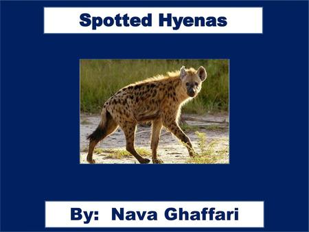 Spotted Hyenas By: Nava Ghaffari