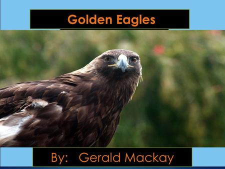Golden Eagles By: Gerald Mackay GGerald