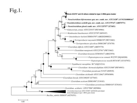 Fig.1. Dendrogram depicting NJ/ML/MP trees constructed using –MEGA 6