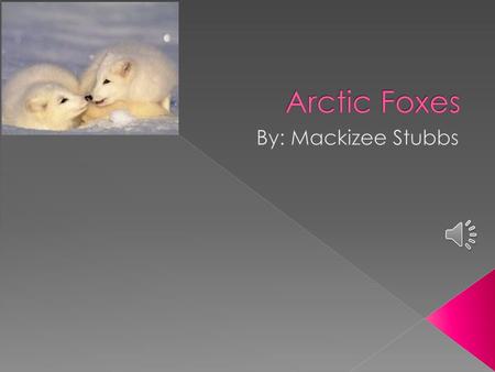 Arctic Foxes By: Mackizee Stubbs.