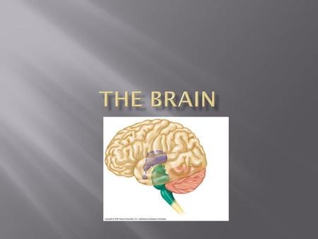 The Brain.