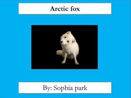 Arctic fox By: Sophia park