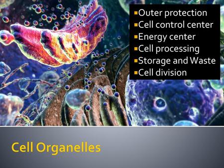 Cell Organelles Outer protection Cell control center Energy center