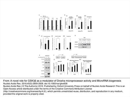 Figure 1. Inhibition of GSK3β reduces MiR biogenesis through repression of pri-MiR processing. (A) qRT-PCR analysis of miR-27a, miR-23a, miR-24, miR-141.