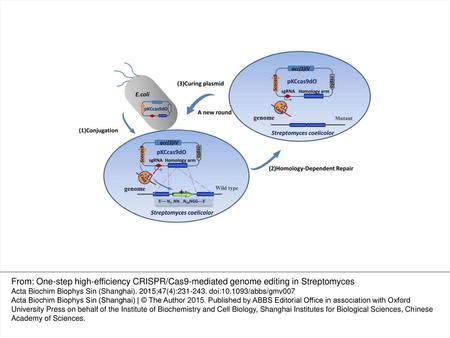 Figure 1. Strategy of CRISPR/Cas9-mediated genome editing in S