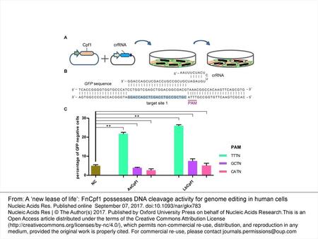 Figure 1. AsCpf1 and LbCpf1-mediated gene editing in human cells