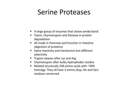 Serine Proteases A large group of enzymes that cleave amide bond