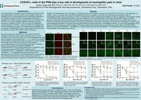 CX3CR1+ cells in the PNS play a key role in development of neuropathic pain in mice Jianguo Cheng, MD, PhD, LiPing Liu, MD, PhD, Yan Yin, MD, Fei Li, MD,