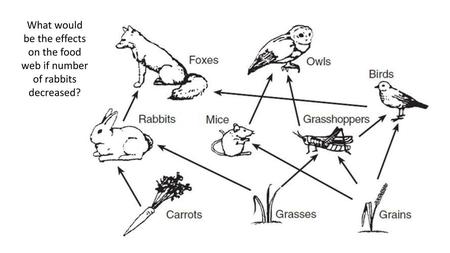 Adaptations Organisms are adapted to their role in the food web.