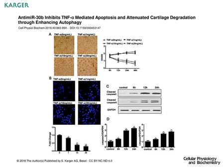 AntimiR-30b Inhibits TNF-α Mediated Apoptosis and Attenuated Cartilage Degradation through Enhancing Autophagy Cell Physiol Biochem 2016;40:883-894 -