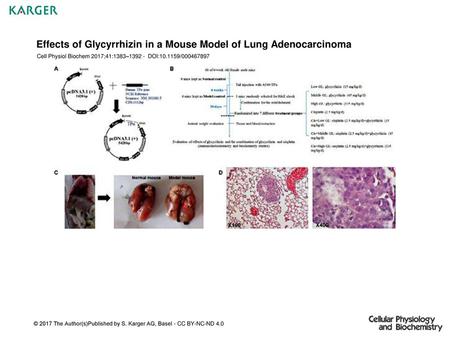 Effects of Glycyrrhizin in a Mouse Model of Lung Adenocarcinoma