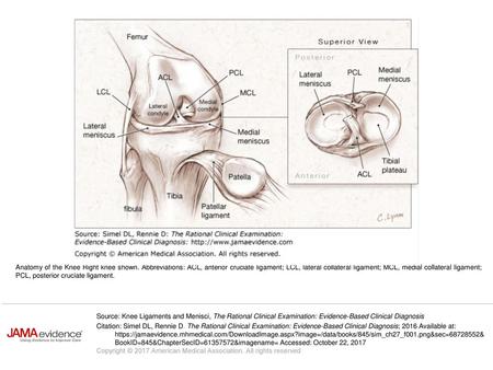 Anatomy of the Knee Right knee shown
