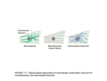 FIGURE 17.1. Typical spatial organization of microtubules, stress fibers (one form of microfilaments), and intermediate filaments.