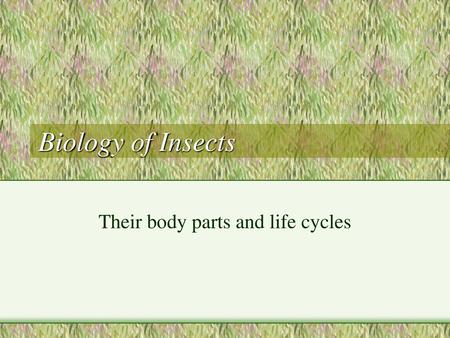 Their body parts and life cycles