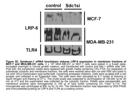 Figure S2. Syndecan-1 siRNA knockdown reduces LRP-6 expression in membrane fractions of MCF-7 and MDA-MB-231 cells. 2 x 105 MDA-MB-231 or MCF-7 cells were.