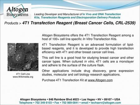 Products > 4T1 Transfection Reagent (Breast Cancer Cells, CRL-2539)