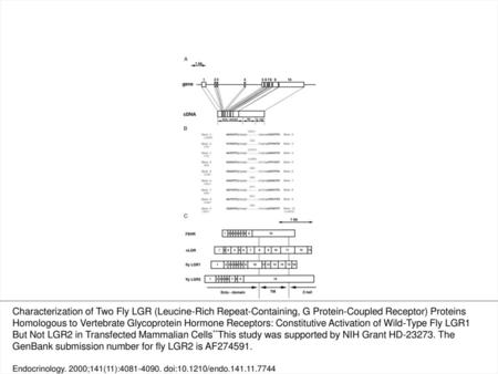Figure 1. Structure of the fly LGR2 gene and the corresponding cDNA sequence. A, Derivation of the fly LGR2 full-length cDNA from the genomic sequence.